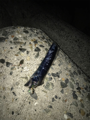 何処に行ったの？