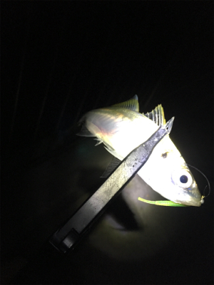 短時間アジング