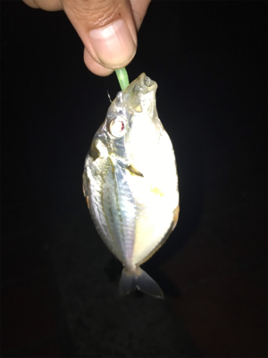 釣り予定じゃなかったけど