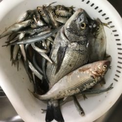 会社の後輩と遊魚センターで