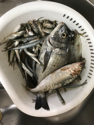 会社の後輩と遊魚センターで