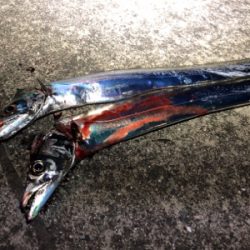 連日の釣行！短時間勝負(o^^o)