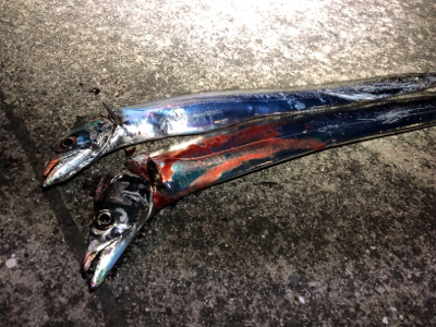 連日の釣行！短時間勝負(o^^o)