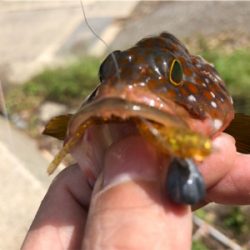 朝まずめロック♪