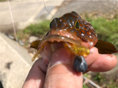 朝まずめロック♪
