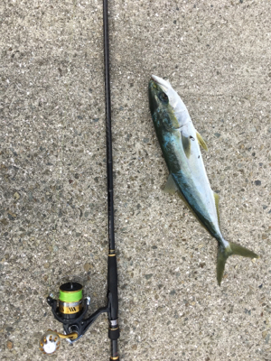 やはり！青物！