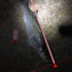 釣れてよかったが…