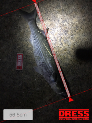 釣れてよかったが…