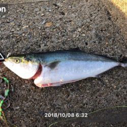 メジロキャッチ！