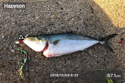 メジロキャッチ！