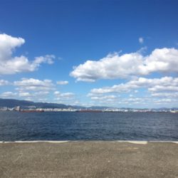 ウミガメにご注意を。