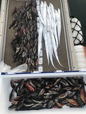 タチウオジギング  メバル