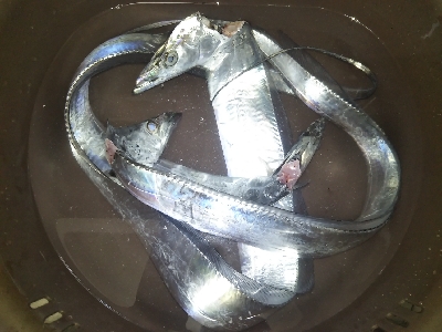 釣れるんですが…