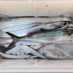 淡路島有給釣行