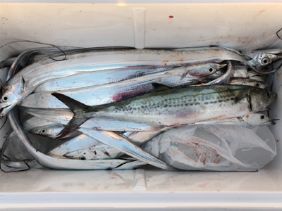 淡路島有給釣行