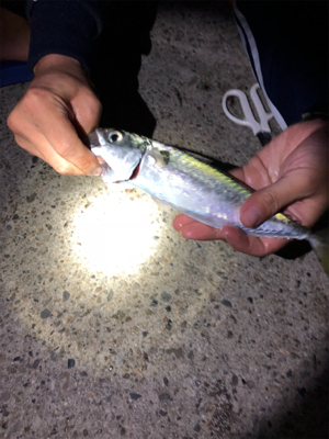 かもめ大橋で太刀魚狙い