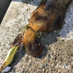 久しぶりのアオリイカ(^｡^)