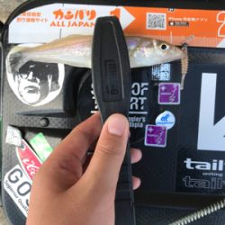 アオリイカを求めて④