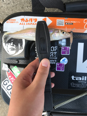 アオリイカを求めて④