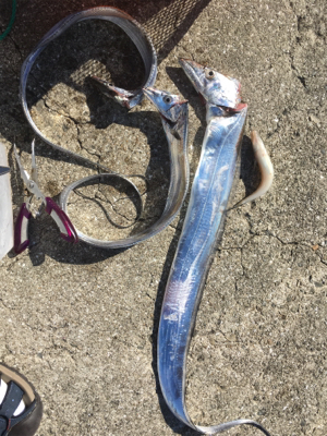 大きなってきた〜