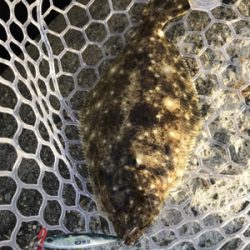 ルアーで5目釣り、達成！