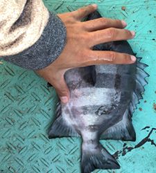 雲仙市橘湾のかかり釣り