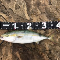 マイクロベイト攻略