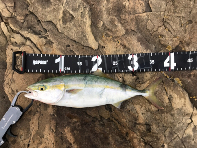 マイクロベイト攻略