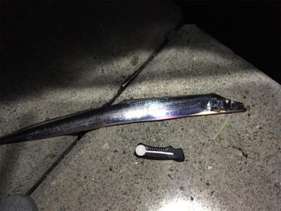 エギングロッドで刀狩り