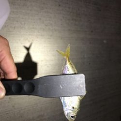 久しぶりにアジング