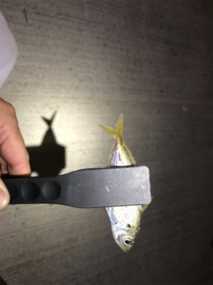 久しぶりにアジング