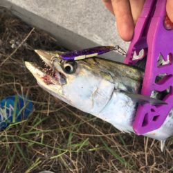 鶴浜緑地でアジとタチウオの偵察