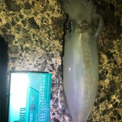 厳しい（╹◡╹）