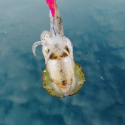 出勤前エギング