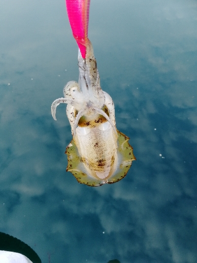 出勤前エギング