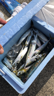 サビキで青物