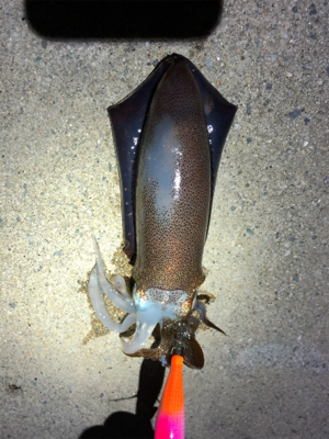 待望の淡路島^_^