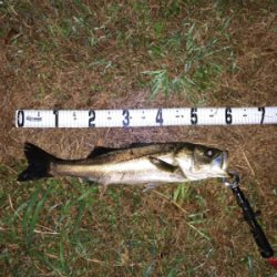 ナイトゲーム&デイウェーディング