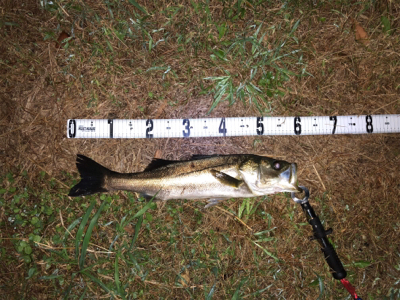 ナイトゲーム&デイウェーディング