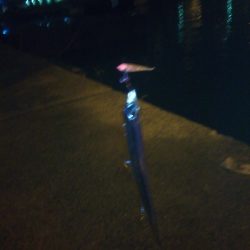 南港フェリー乗り場リベンジ