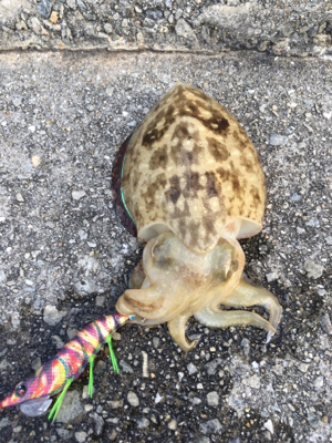 のんびりエギング