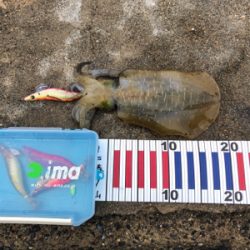 だいぶ大きくなってます