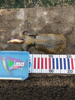 だいぶ大きくなってます