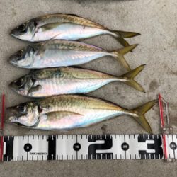 朝練 ちょこっとアジング