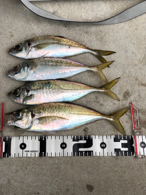 朝練 ちょこっとアジング