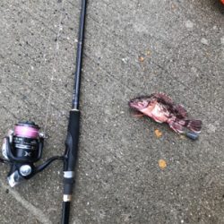 残敗カワハギ釣り