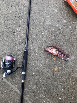 残敗カワハギ釣り