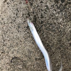 目指せサイズアップ！