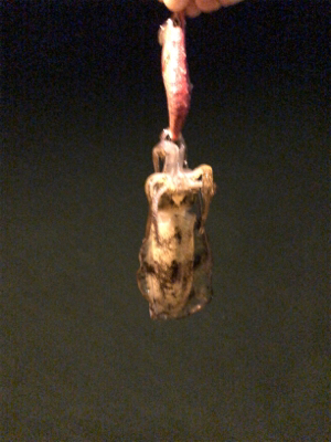 秋イカエギング