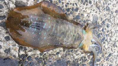 スクイットパーティー